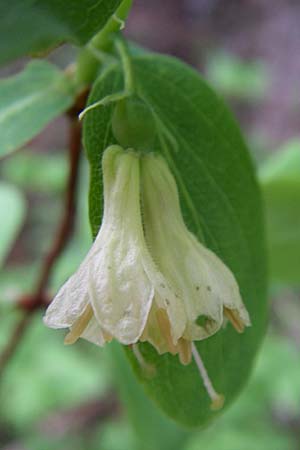 Lonicera caerulea \ Blaue Heckenkirsche, Kroatien Velebit Zavizan 4.6.2008