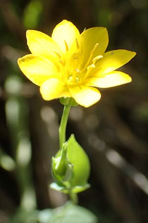 Blackstonia acuminata / Late Yellow-Wort, Croatia Istria, Vrh 11.8.2016