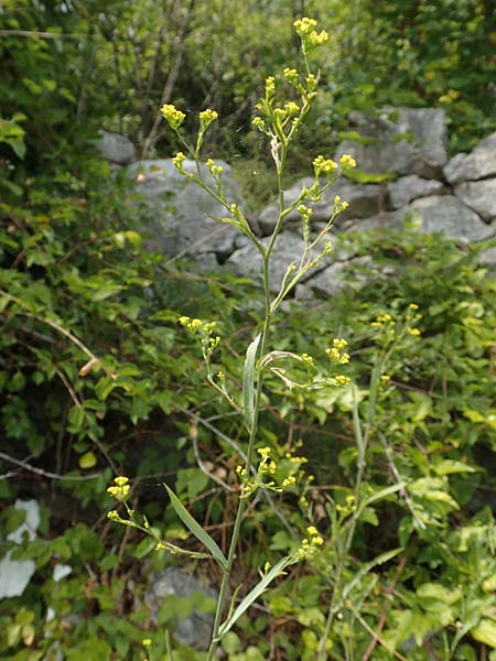 Bupleurum praealtum \ Binsen-Hasenohr, Hohes Hasenohr, Kroatien Istrien, Brseč 17.8.2016