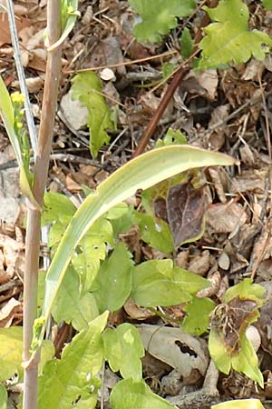 Bupleurum praealtum \ Binsen-Hasenohr, Hohes Hasenohr / Tall Hare's Ear, Kroatien/Croatia Istrien/Istria, Brseč 17.8.2016