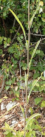 Bupleurum praealtum \ Binsen-Hasenohr, Hohes Hasenohr / Tall Hare's Ear, Kroatien/Croatia Istrien/Istria, Brseč 17.8.2016