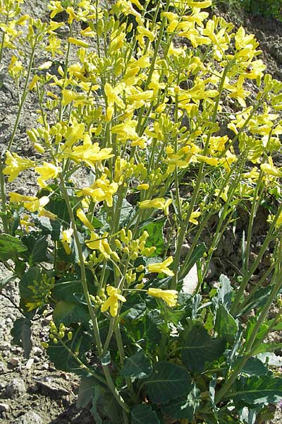 Brassica oleracea subsp. acephala / Cale, Croatia Gruda 3.4.2006