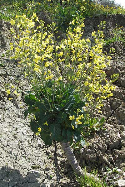 Brassica oleracea subsp. acephala / Cale, Croatia Gruda 3.4.2006