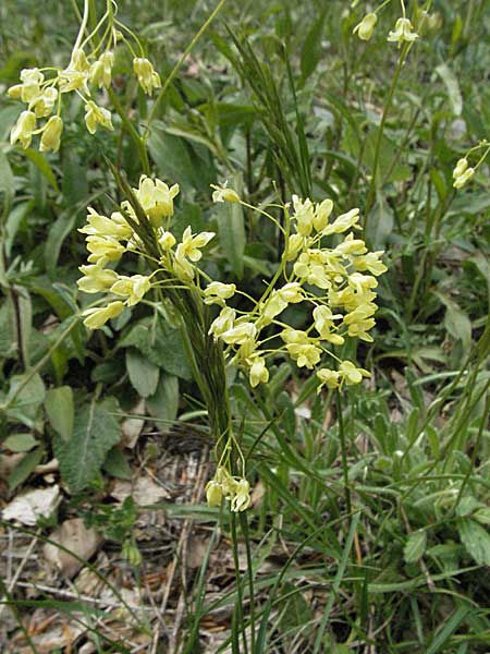 Biscutella laevigata \ Gewhnliches Brillenschtchen / Buckler Mustard, Kroatien/Croatia Velebit Zavizan 1.6.2006