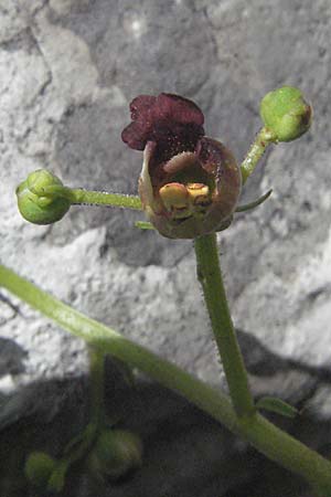 Scrophularia laciniata \ Verschiedenblttrige Braunwurz, Fiederlappige Braunwurz / Cut-Leaved Figwort, Kroatien/Croatia Velebit Zavizan 17.7.2007