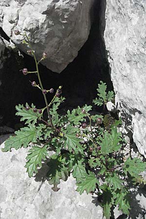 Scrophularia laciniata \ Verschiedenblttrige Braunwurz, Fiederlappige Braunwurz / Cut-Leaved Figwort, Kroatien/Croatia Velebit Zavizan 17.7.2007