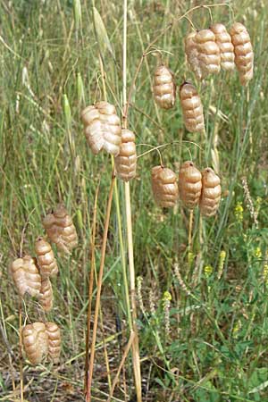 Briza maxima \ Groes Zittergras / Large Quaking Grass, Kroatien/Croatia Istrien/Istria, Premantura 5.6.2008