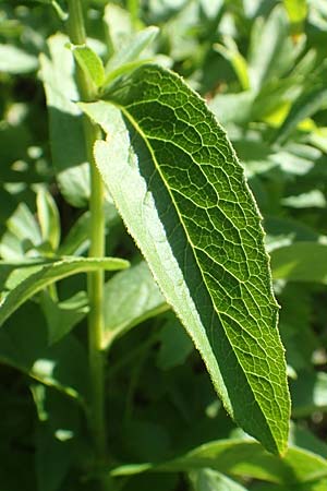 Buphthalmum salicifolium \ Weidenblttriges Ochsenauge, Rindsauge, Kroatien Istrien, Vrh 11.8.2016