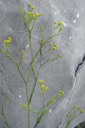 Bupleurum falcatum / Sickle-Leaved Hare's Ear, Croatia Senj 16.7.2007