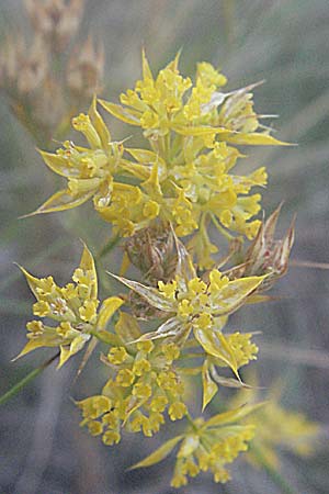 Bupleurum veronense \ Verona-Hasenohr / Verona Hare's Ear, Kroatien/Croatia Senj 16.7.2007