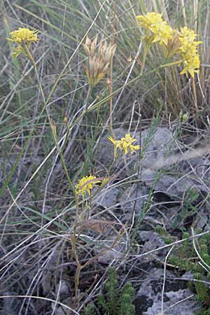 Bupleurum veronense \ Verona-Hasenohr / Verona Hare's Ear, Kroatien/Croatia Senj 16.7.2007