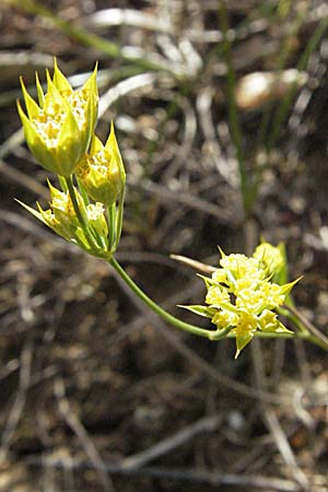 Bupleurum veronense \ Verona-Hasenohr / Verona Hare's Ear, Kroatien/Croatia Plitvička 18.7.2007