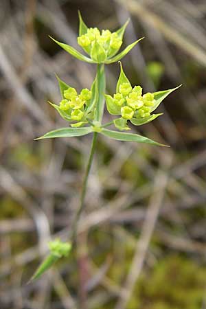 Bupleurum veronense \ Verona-Hasenohr / Verona Hare's Ear, Kroatien/Croatia Istrien/Istria, Premantura 5.6.2008