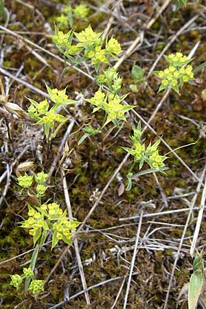 Bupleurum veronense \ Verona-Hasenohr / Verona Hare's Ear, Kroatien/Croatia Istrien/Istria, Premantura 5.6.2008