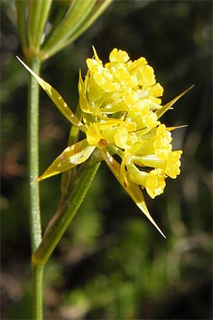 Bupleurum veronense \ Verona-Hasenohr / Verona Hare's Ear, Kroatien/Croatia Sveti Juray 18.8.2016