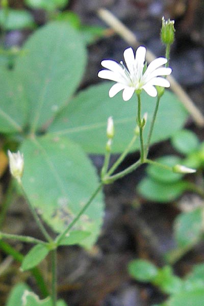 Cerastium subtriflorum \ Isonzo-Hornkraut, Armbltiges Hornkraut / Slovenian Mouse-Ear, Kroatien/Croatia Medvednica 1.8.2011