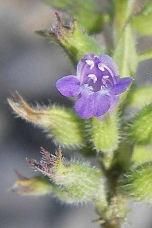 Clinopodium alpinum \ Alpen-Steinquendel, Alpen-Bergminze / Alpine Calamint, Kroatien/Croatia Velebit 18.8.2016