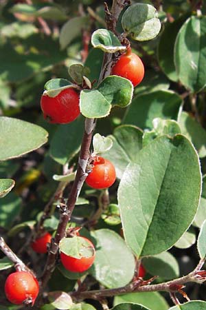 Cotoneaster tomentosus \ Filzige Zwergmispel / Brickberry Cotoneaster, Kroatien/Croatia Velebit Zavizan 19.8.2016