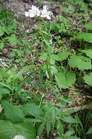 Cardamine bulbifera \ Knllchen-Zahnwurz, Zwiebel-Zahnwurz, Kroatien Velebit 31.5.2006