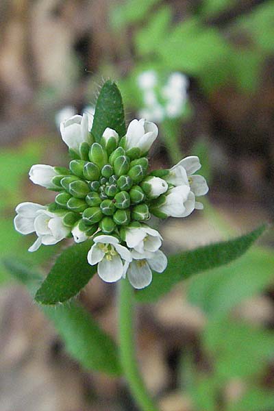 Arabis ciliata \ Doldige Gnsekresse / Rock-Cress, Kroatien/Croatia Velebit 1.6.2006