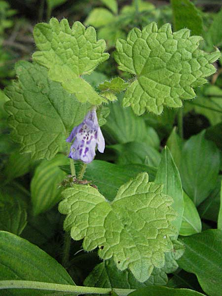 Glechoma hirsuta \ Behaarter Gundermann / Hairy Ground-Ivy, Kroatien/Croatia Velebit 1.6.2006