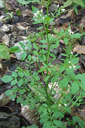 Cardamine flexuosa \ Wald-Schaumkraut, Kroatien Medvednica 5.6.2006