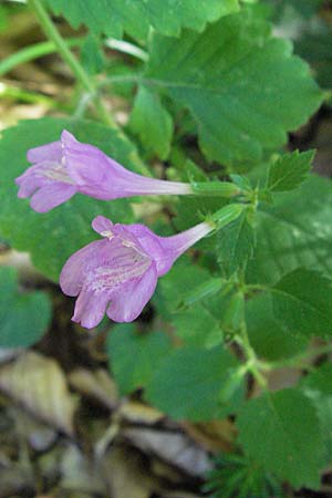 Clinopodium grandiflorum / Greater Calamint, Croatia Velebit 16.7.2007