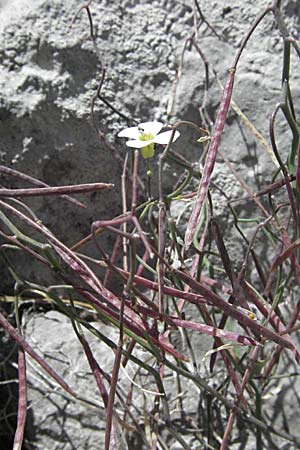 Arabidopsis croatica \ Kroatische SchaumkresseSchaumkresse, Kroatien Velebit Zavizan 17.7.2007