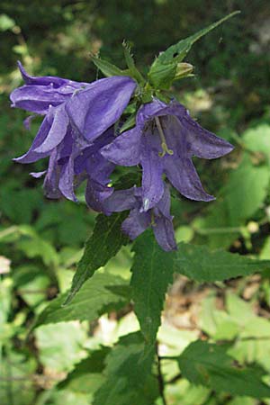 Campanula trachelium \ Nesselblttrige Glockenblume / Nettle-Leaved Bellflower, Kroatien/Croatia Plitvička 19.7.2007