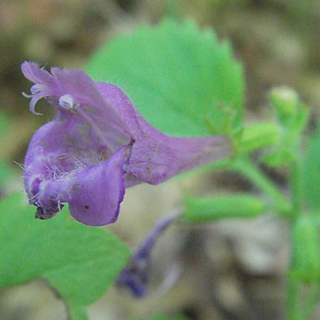 Clinopodium grandiflorum \ Grobltige Bergminze / Greater Calamint, Kroatien/Croatia Učka 14.7.2007