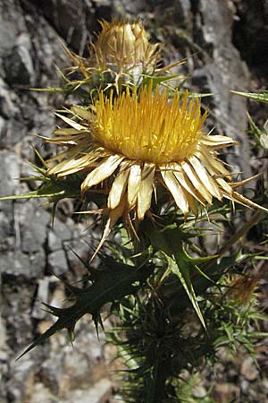 Carlina corymbosa \ Doldige Golddistel / Carline Thistle, Kroatien/Croatia Istrien/Istria, Rabac 15.7.2007