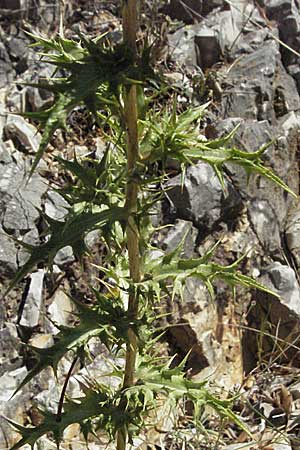 Carlina corymbosa \ Doldige Golddistel / Carline Thistle, Kroatien/Croatia Istrien/Istria, Rabac 15.7.2007