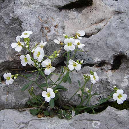 Arabidopsis croatica \ Kroatische SchaumkresseSchaumkresse, Kroatien Velebit Zavizan 4.6.2008