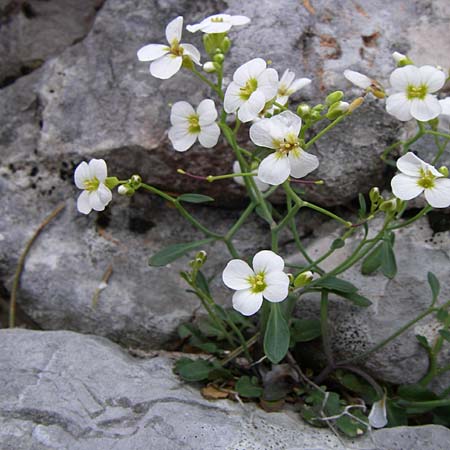 Arabidopsis croatica \ Kroatische SchaumkresseSchaumkresse, Kroatien Velebit Zavizan 4.6.2008