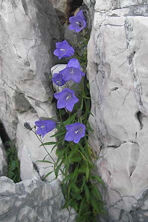 Campanula rotundifolia ? \ Rundblttrige Glockenblume, Kroatien Učka 28.6.2010