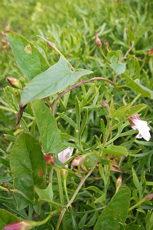 Convolvulus arvensis \ Acker-Winde, Kroatien Velebit Zavizan 19.8.2016