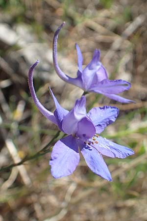 Delphinium consolida subsp. consolida / Forking Larkspur, Croatia Sveti Juray 18.8.2016