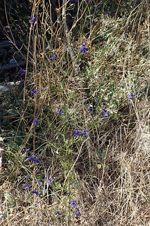 Delphinium consolida subsp. consolida \ Feld-Rittersporn, Kroatien Sveti Juray 18.8.2016