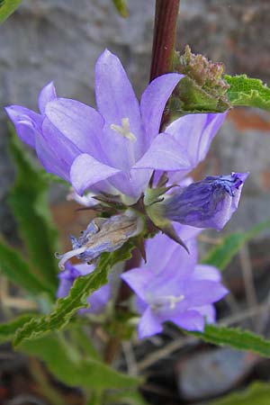 Campanula bononiensis \ Bologneser Glockenblume, Filz-Glockenblume, Kroatien Velebit 18.8.2016