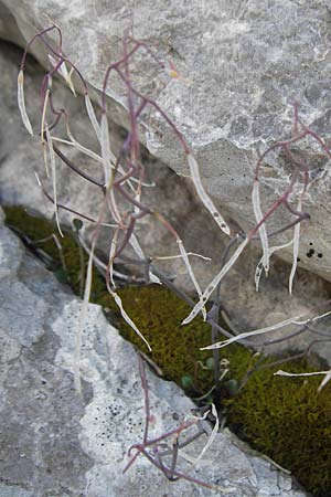 Arabidopsis croatica \ Kroatische SchaumkresseSchaumkresse / Croatian Rock-Cress, Kroatien/Croatia Velebit Zavizan 19.8.2016