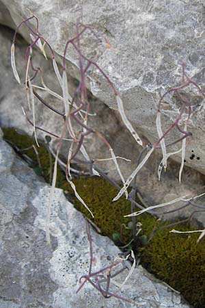 Arabidopsis croatica \ Kroatische SchaumkresseSchaumkresse, Kroatien Velebit Zavizan 19.8.2016