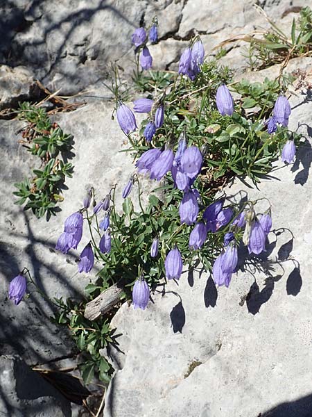 Campanula cespitosa \ Rasen-Glockenblume / Carpet Bellflower, Kroatien/Croatia Risnjak 14.8.2016