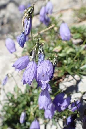 Campanula cespitosa \ Rasen-Glockenblume, Kroatien Risnjak 14.8.2016