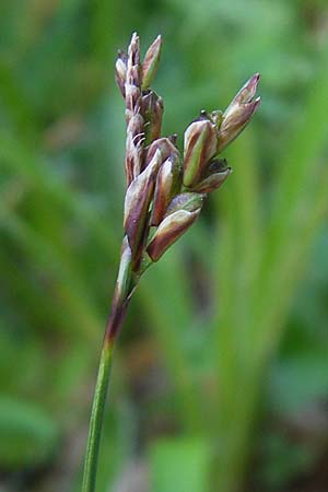 Carex ornithopoda \ Vogelfu-Segge, Kroatien Velebit Zavizan 30.6.2010