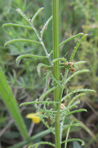 Crupina crupinastrum / False Saw Wort, Croatia Istria, Bale 29.5.2006