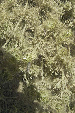 Myriophyllum spicatum \ hriges Tausendblatt / Spiked Water Milfoil, Kroatien/Croatia Istrien/Istria, Gračišće 15.7.2007