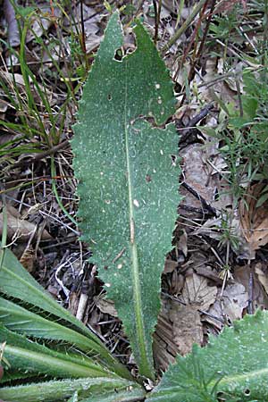 Cirsium pannonicum \ Ungarische Kratzdistel, Kroatien Istrien, Gračišće 15.7.2007