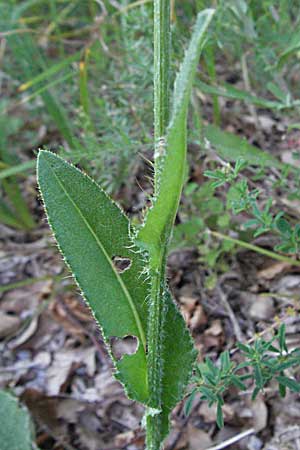 Cirsium pannonicum \ Ungarische Kratzdistel, Kroatien Istrien, Gračišće 15.7.2007