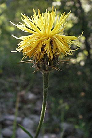 Centaurea rupestris \ Felsen-Flockenblume / Rock Knapweed, Kroatien/Croatia Istrien/Istria, Gračišće 15.7.2007