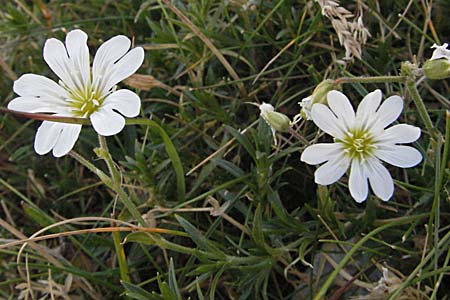 Cerastium arvense \ Acker-Hornkraut, Kroatien Velebit Zavizan 17.7.2007